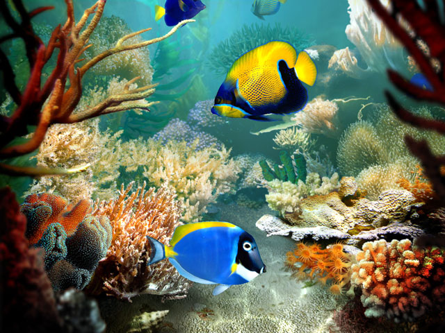 热带鱼 Tropical Fish 3D Screensaver